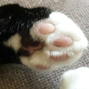 Meet your Posher, Kipland